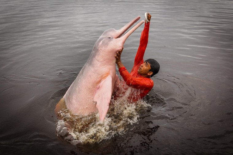 049 Brazilie, Manaus, roze dolfijn.jpg